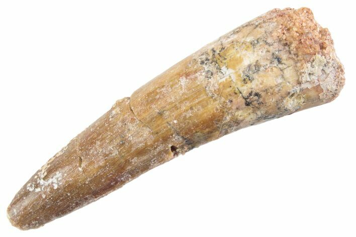 Fossil Spinosaurus Tooth - Real Dinosaur Tooth #360179